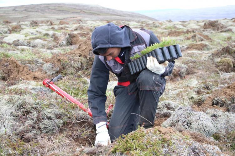 Volunteers planting tree saplings in Iceland