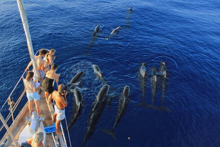 Volunteers researching pilot whales in Italy