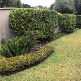 Volunteer house garden in South Africa