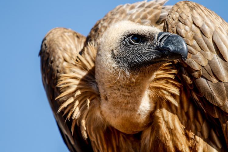 Vulture looking to its left