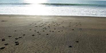 Watching turtle babies crawl out to sea