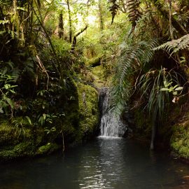 Waterfall in forest New Zealand