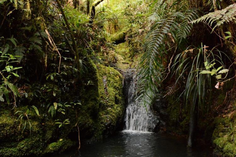 Waterfall in forest New Zealand