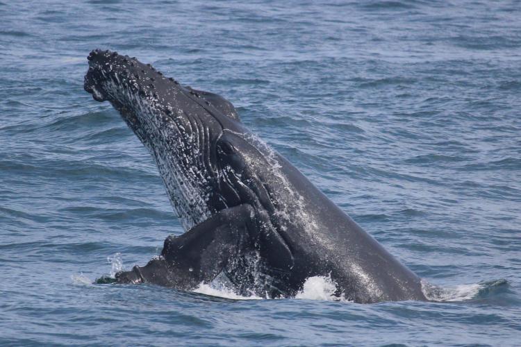 Humpback whale research in Cape Town