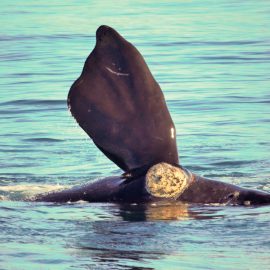 Whale sticking flipper out of water in Plettenberg Bay