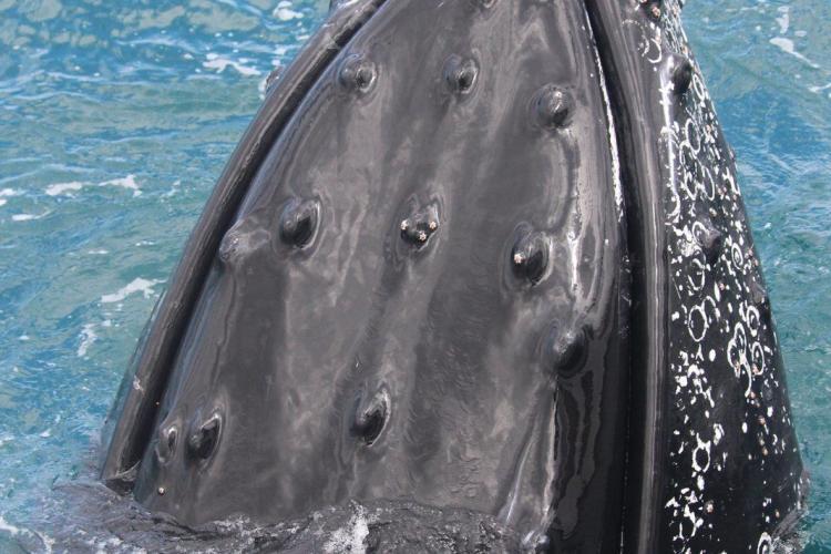 Humpback whale head sticking out