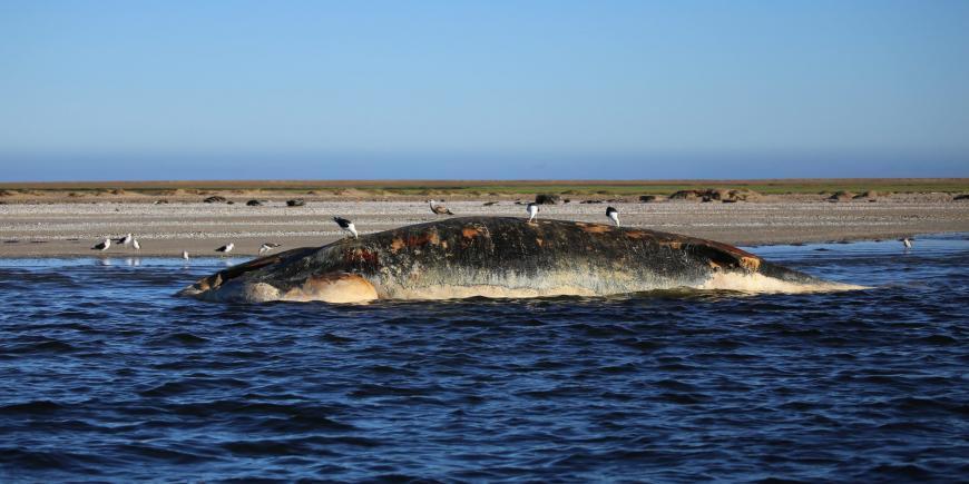 Dead whale in Namibia