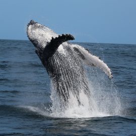 Breaching whale in South Africa