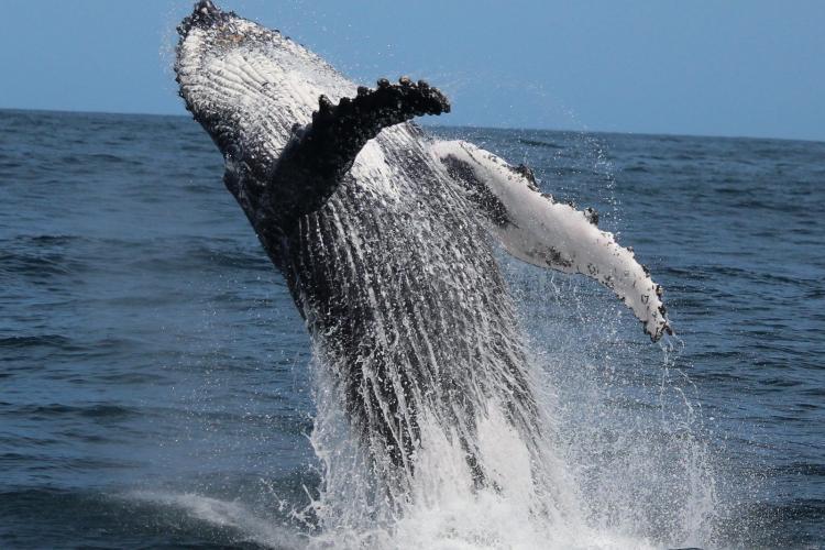 Breaching whale in South Africa