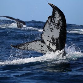 Whale research in South Africa with volunteers