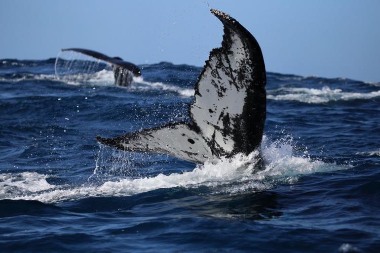 Whale research in South Africa with volunteers