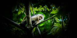White Faced Capuchin Costa Rica