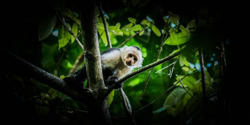 White Faced Capuchin Costa Rica