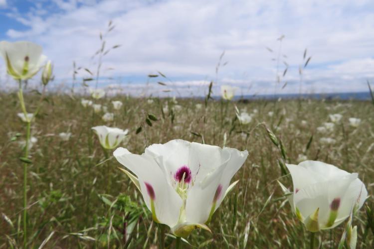 White flowers in Zumwalt in grassfield