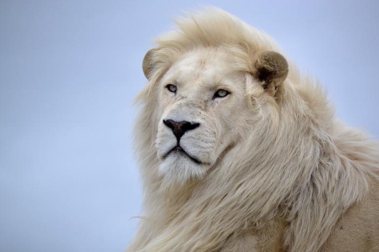 Male white lion in South Africa