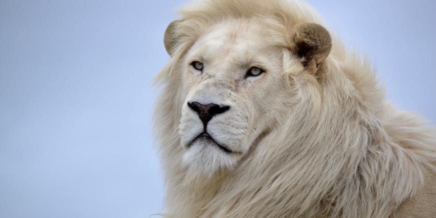Male white lion in South Africa