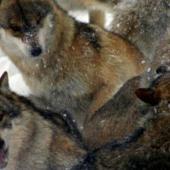 White Wilderness – Carpathian Wolf Watch Volunteer Project