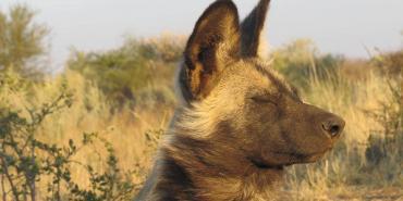 Wild African dog in Mangetti Namibia
