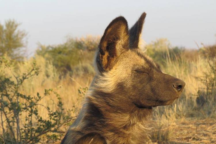 Wild African dog in Mangetti Namibia