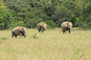 Wild elephants