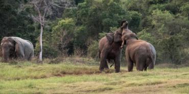 About Elephant Conservation