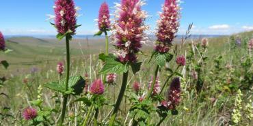 Wildlife in North America