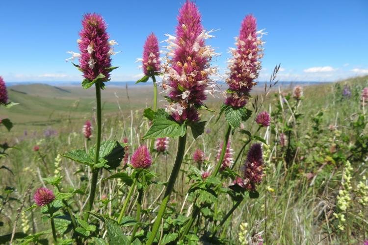 Wild flowers in Zumwalt in grassfield
