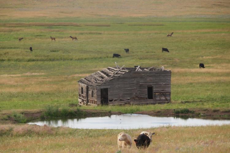 Wild scenery in Oregon