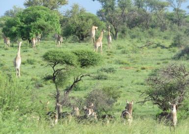 Wildlife at a game reserve in South Africa