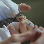 Wildlife Rescue Biology Internship, Costa Rica