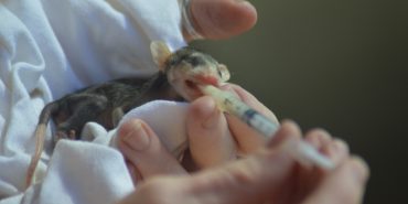 Wildlife rescue volunteering in Costa Rica