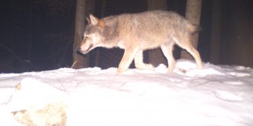 Wolf camera trap photo in Slovakia
