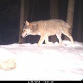 Caitlin Bubb, Australia