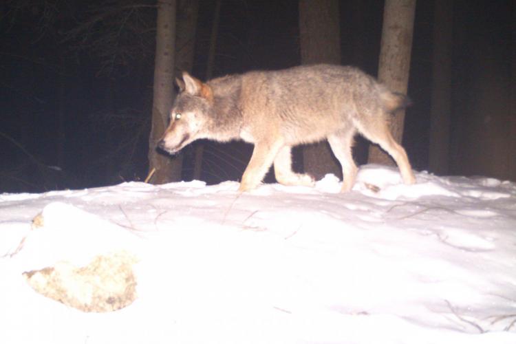 Wolf camera trap photo in Slovakia