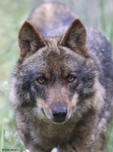 Iberian Wolf in Portugal