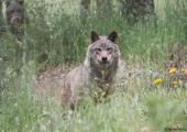 Wolf Conservation Volunteer Project, Portugal