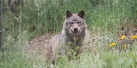 Wolf in grass in Portugal