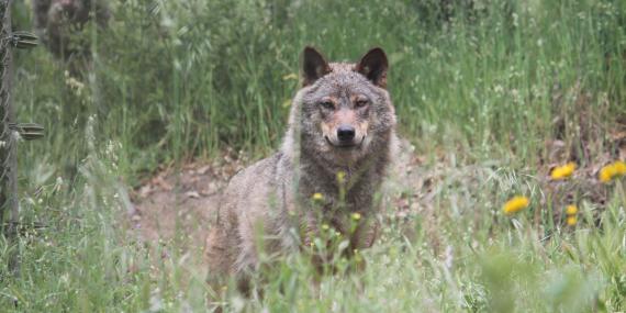Wolf in grass in Portugal