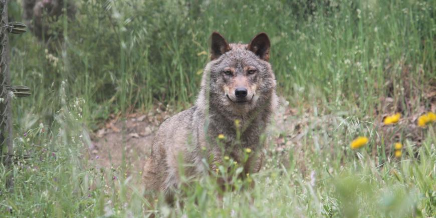 Wolf in grass in Portugal