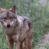 Wolf Conservation Volunteer Project, Portugal