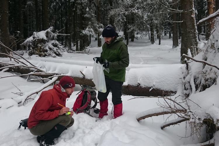Volunteers collecting wolf tracking data in Slovakia