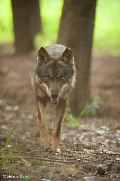 Wolf walking in Portugal