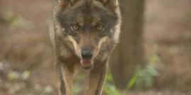 Wolf walking in Portugal
