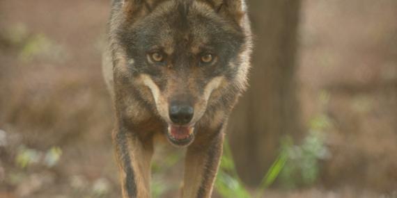 Wolf walking in Portugal