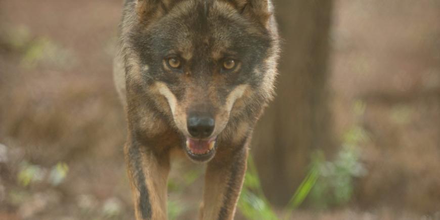 Wolf walking in Portugal