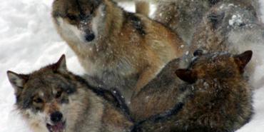 Wildlife and Biodiversity