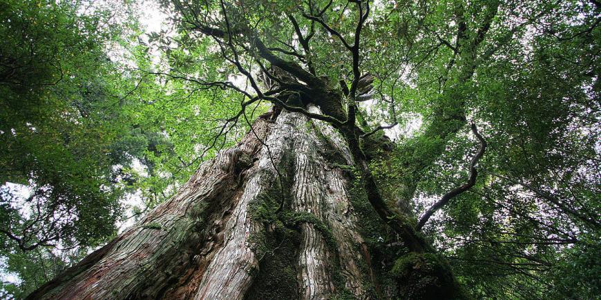 Yakushima cedar Kagoshima Japan