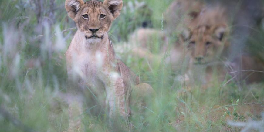 Young lion lying in the grass at Limpopo