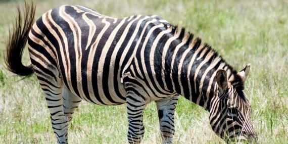 Zebra grazing at Shamwari game reserve in South Africa