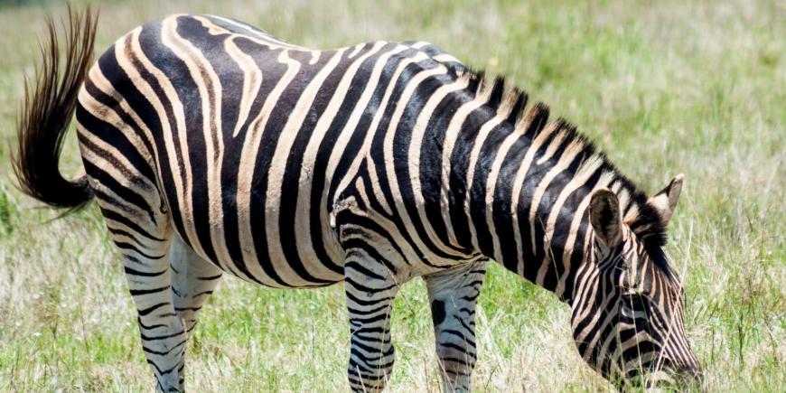Zebra grazing at Shamwari game reserve in South Africa